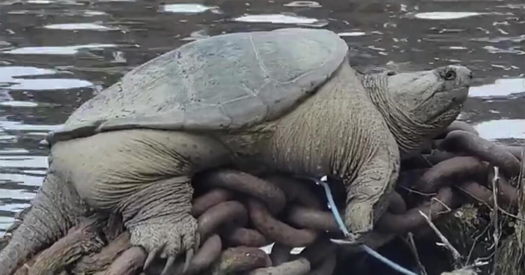 viral-video-captures-plump-snapping-turtle-nicknamed-“chonkosaurus”