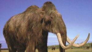 the-woolly-mammoth-is-coming-back