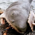 george-lucas-was-eaten-by-jaws