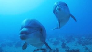 prehistoric-giant-dolphin-found-in-the-amazon