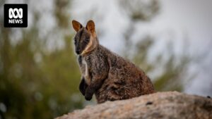 The fight to save the endangered southern brush-tailed rock wallaby